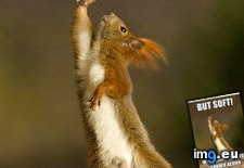 Tags: funny, squirrelspeare (Pict. in LOLCats, LOLDogs and cute animals)