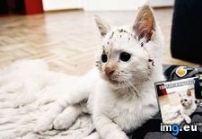 Tags: disgusting, funny, srsly, stuff (Pict. in LOLCats, LOLDogs and cute animals)
