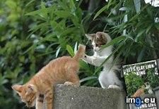 Tags: circle, funny, life (Pict. in LOLCats, LOLDogs and cute animals)