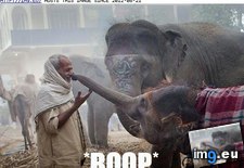 Tags: boops, epic, funny, nose (Pict. in LOLCats, LOLDogs and cute animals)