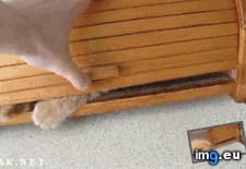 Tags: disturb, funny (GIF in My r/FUNNY favs)
