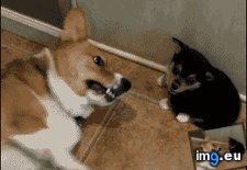 Tags: critical, fart, funny, hit, puppy (GIF in My r/FUNNY favs)