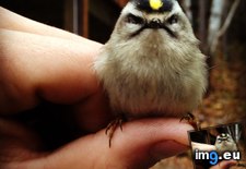 Tags: angriest, bird, cedric, funny, meet (Pict. in My r/FUNNY favs)