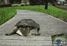 Tags: funny, slow, wtf (GIF in My r/FUNNY favs)