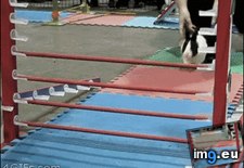 Tags: funny, rabbit, smart (GIF in My r/FUNNY favs)