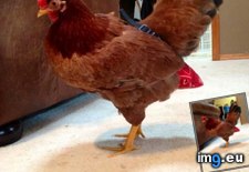 Tags: chicken, diaper, friend, funny, indoor, now, pet, wears (Pict. in My r/FUNNY favs)