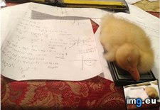 Tags: asleep, duck, fell, funny, homework, math (Pict. in My r/FUNNY favs)
