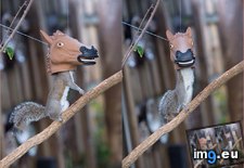 Tags: exists, feeder, funny, head, horse, squirrel (Pict. in My r/FUNNY favs)
