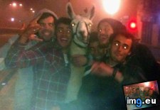 Tags: circus, drunk, french, funny, him, llama, night, spent, stole, town, tramway (Pict. in My r/FUNNY favs)