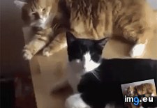 Tags: edge, funny, idea, life, live, not, wise (GIF in My r/FUNNY favs)