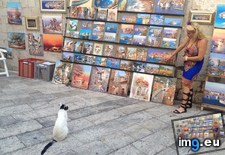 Tags: art, cat, dubrovnik, funny, lady, spotted, teaching (Pict. in My r/FUNNY favs)