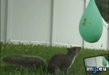Tags: balloon, funny, squirrel, water (GIF in My r/FUNNY favs)