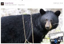 Tags: bear, funny, kind (Pict. in My r/FUNNY favs)