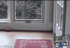 Tags: cat, easier, funny, lot (GIF in My r/FUNNY favs)