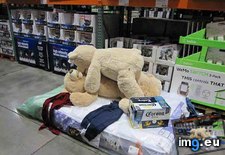 Tags: are, costco, displays, funny (Pict. in My r/FUNNY favs)