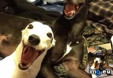 Tags: dogs, funny, happy, slightly (Pict. in My r/FUNNY favs)
