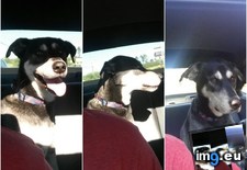 Tags: dog, funny, moment, park, realized, vet, way (Pict. in My r/FUNNY favs)