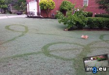 Tags: captured, dew, dog, freedom, funny, morning, perfectly, run (Pict. in My r/FUNNY favs)