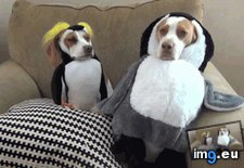 Tags: accepted, fate, funny, one (GIF in My r/FUNNY favs)