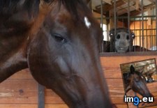 Tags: funny, horses, kinds, two, world (Pict. in My r/FUNNY favs)