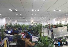 Tags: china, enjoyed, funny, increase, plants, productivity, study (Pict. in My r/FUNNY favs)