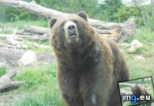 Tags: bear, begging, for, french, fries, funny, zoo (Pict. in My r/FUNNY favs)