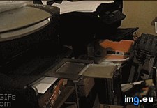 Tags: cat, fax, funny (GIF in My r/FUNNY favs)
