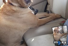 Tags: car, dog, funny, sits (Pict. in My r/FUNNY favs)