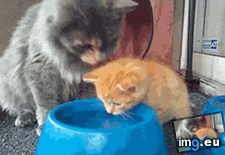 Tags: drink, funny, how, you, youngin (GIF in My r/FUNNY favs)