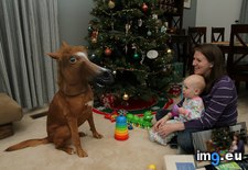 Tags: christmas, for, funny, get, horse, kids, year, you (Pict. in My r/FUNNY favs)