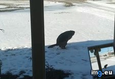 Tags: beaver, dog, front, funny, left, nope, poop, saw, shoulder, thought, yard (Pict. in My r/FUNNY favs)