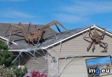 Tags: australian, decorations, funny, halloween, house, typical (Pict. in My r/FUNNY favs)