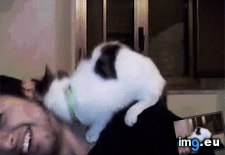 Tags: funny, snuggles (GIF in My r/FUNNY favs)