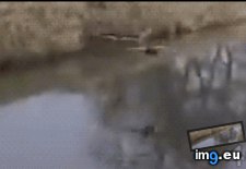 Tags: funny, isn, wait, water (GIF in My r/FUNNY favs)