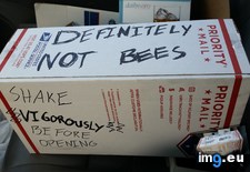 Tags: bees, funny (Pict. in My r/FUNNY favs)