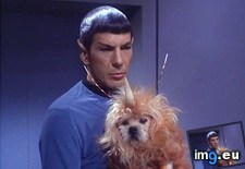 Tags: animal, cone, dog, exotic, funny, putting, star, trek (Pict. in My r/FUNNY favs)