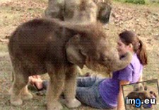 Tags: funny, human, trunk (GIF in My r/FUNNY favs)
