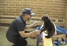 Tags: bears, funny, people, trust, why (GIF in My r/FUNNY favs)