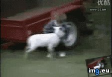 Tags: funny, petting, worst, zoo (GIF in My r/FUNNY favs)