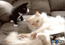 Tags: funny (GIF in My r/FUNNY favs)