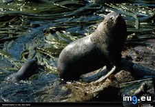 Tags: falkland, fur, islands, seal (Pict. in National Geographic Photo Of The Day 2001-2009)