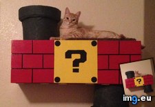 Tags: built, cat, climber, gaming, mario, nintendo, super, themed (Pict. in My r/GAMING favs)