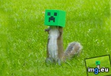 Tags: creeper, feeder, gaming, squirrel (Pict. in My r/GAMING favs)