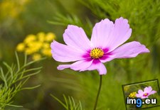 Tags: cosmos, garden, ireland (Pict. in Beautiful photos and wallpapers)
