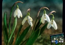 Tags: bloom, flower, germany, snowdrops, study (Pict. in Branson DeCou Stock Images)