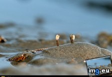 Tags: crab, ghost, hiding (Pict. in National Geographic Photo Of The Day 2001-2009)
