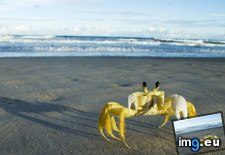 Tags: bahia, brazil, crab, ghost, urucuca (Pict. in Beautiful photos and wallpapers)