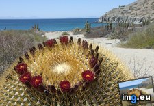 Tags: barrel, cactus, california, catalina, giant, gulf, island, mexico (Pict. in Beautiful photos and wallpapers)