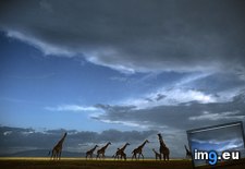 Tags: crossing, giraffe, grasslands, herd, national, park, serengeti, tanzania (Pict. in Beautiful photos and wallpapers)
