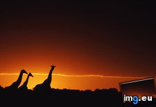 Tags: giraffe, silhouettes (Pict. in National Geographic Photo Of The Day 2001-2009)
